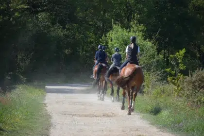 Accueil 18 equitation en foret